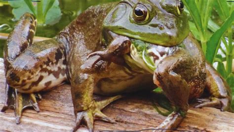 Is American Bullfrog Banned as Pet? Top 11 Differences with African ...