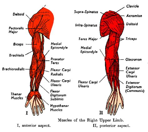 Muscles of the Shoulder & Arm - Kirsten's Anatomy Website