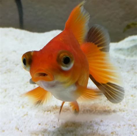 #telescope #goldfish | Goldfish, Pet fish, Colorful fish