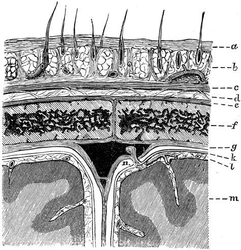 Layers of the Scalp and Membrane of the Brain | ClipArt ETC