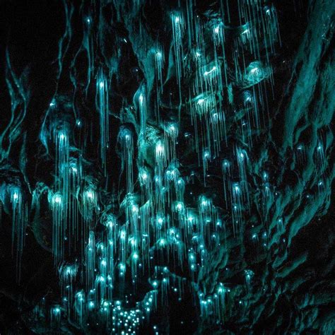 The Waitomo Glowworm Caves in New Zealand | Glow worm cave, Glow worm ...