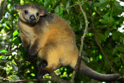 Tree Kangaroos at Lumholtz Lodge - Travel Photography