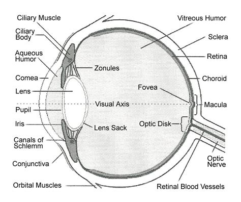 Human Eye - Body Adaptation