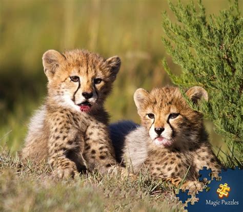 Iranian aka Asiatic Cheetah Cubs - Photorator