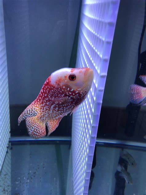 Red Texas cichlid fish Flowerhorn 5 inch. 5 inch Super Red Texas Gold ...