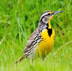 Kansas State Bird: Western Meadowlark