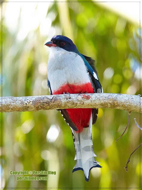 Splendid Cosmos: “Cuban Trogon” World’s Most Fascinating Colorful Bird