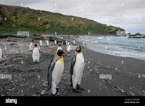 King Penguins on the beach at Gold harbour georgia antarctica Stock ...