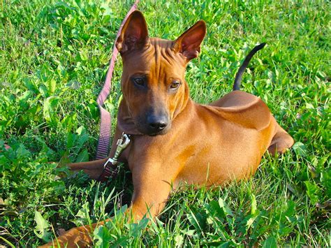 5 Things to Know About Thai Ridgebacks - Petful