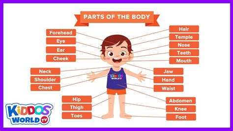 Teaching The Human Body Parts Names Chart - YouTube