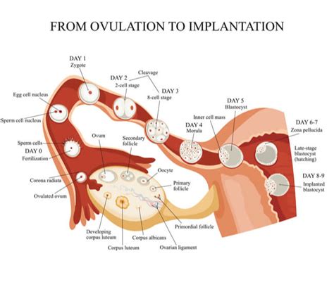 Fallopian Tube Diagram Egg