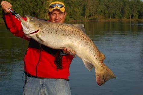 World record Brown Trout caught in the Big Manistee river, Michigan in 2009. This monster tip ...