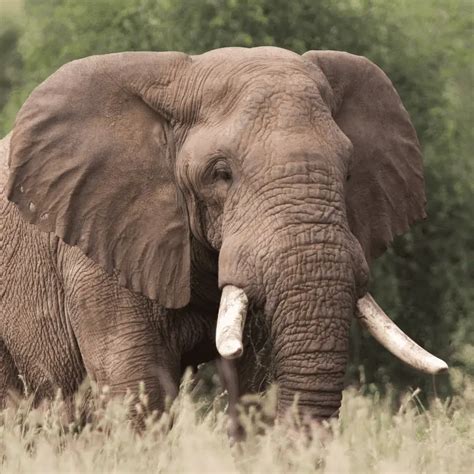 Why Do Elephants Have Big Ears? - Animal Ways