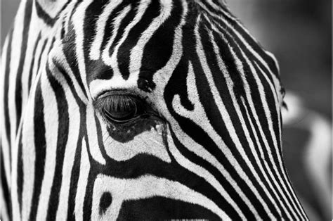 Genetic study of plains zebra finds that six subspecies made by appearance-only do not match ...