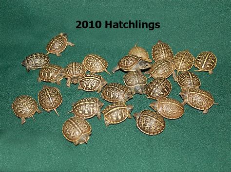 Ornate Box Turtles for sale | The Turtle Source