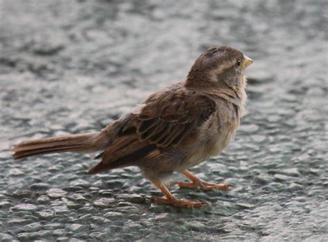 Gorrión | Animals, Bird