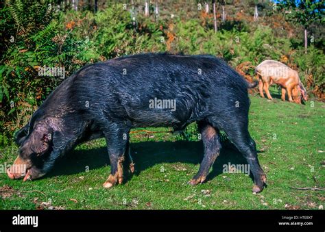 Maiale selvatico hi-res stock photography and images - Alamy