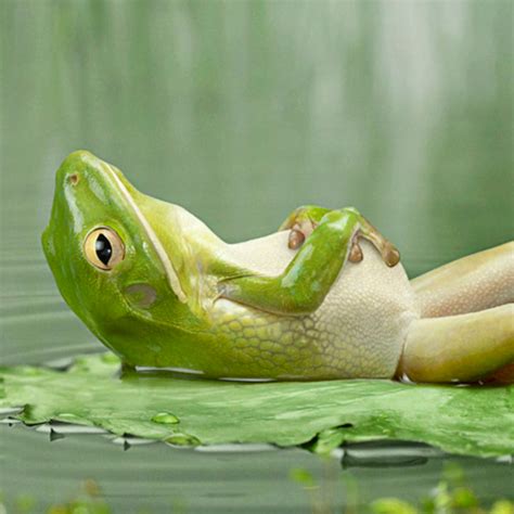 Funny Frog Wallpaper - WallpaperSafari