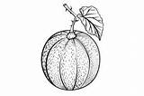 Cantaloupe Coloring Page For Adults Graphic By Forhadx5 · Creative Fabrica sketch template