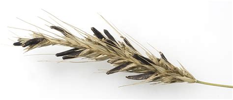 Manage Boron Availability to Manage Ergot Infection | U.S. Borax