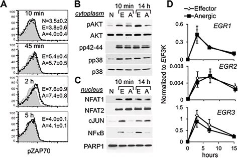 Molecular characteristics of CD4+ T cells activated in the presence of ...