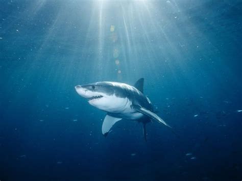 Petition · Keep Great White Sharks Protected - United States · Change.org