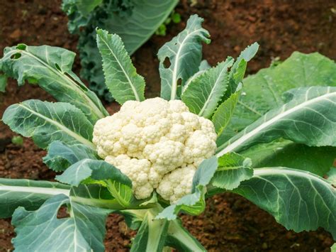 Troubleshooting Cauliflower Problems: Tips On Treating Cauliflower Diseases