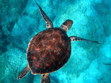 Why Are Sea Turtles Important — SEE Turtles — SEE Turtles