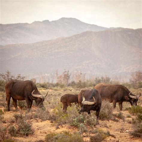 Inverdoorn Private Game Reserve | South Africa | Wild Safari Guide