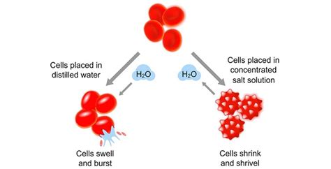 Traditional Methods of Cell Lysis | Thermo Fisher Scientific - CA