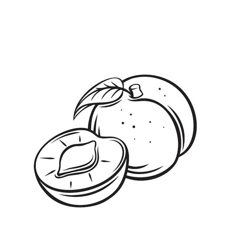 Premium Vector | Peach fruit outline icon, drawing monochrome illustration. healthy nutrition ...