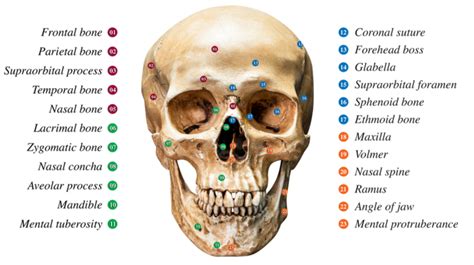 Anatomi Tulang Kepala - 53+ Koleksi Gambar