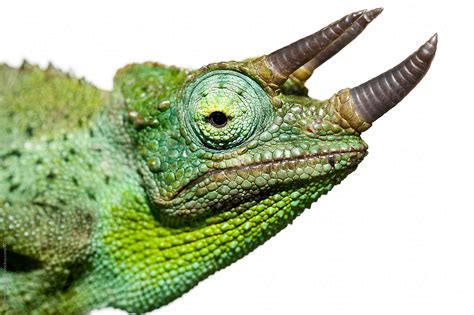 "Green Chameleon" by Stocksy Contributor "Urs Siedentop & Co" - Stocksy