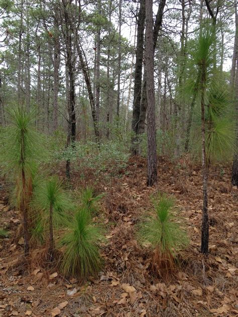 Carolina Sandhills National Wildlife Refuge, Permitted Camping | The Dyrt