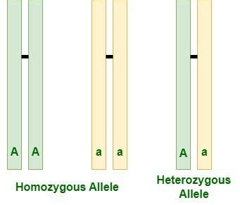 Alleles - Definition, Types, Characteristics, Examples, and FAQs