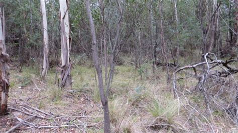 Mapping Bettong habitat at Tidbinbilla | Biodiversity Conservation