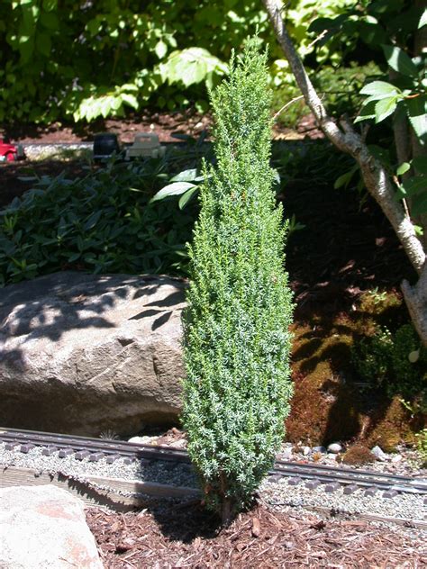 Photo #60225 | Juniperus communis 'Compressa' | plant lust