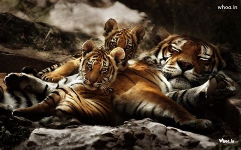 Tiger Sleeping With His Cubs Desktop Wallpaper HD