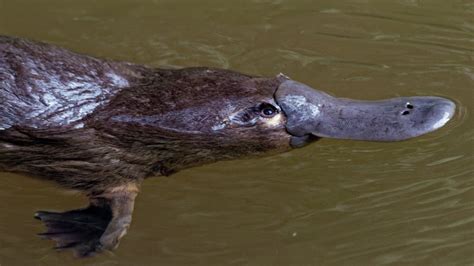 Can Platypus Venom Kill You?