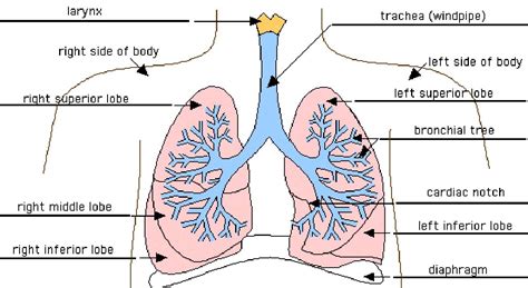 inside diagram of the heart lungs | Health Information Blog | Lung anatomy, Medicine images ...