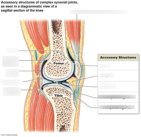 musculoskeletal system Diagram | Quizlet