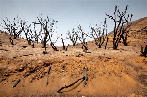 The Aftermath of the California Wildfires | Nature and Wildlife | Discovery