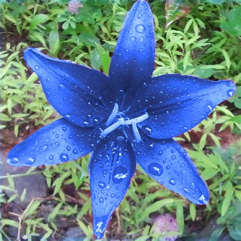 Blue Heart Lily Nature Photograph by Megan Dotter - Pixels