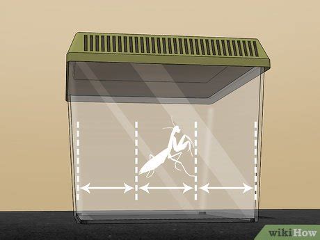 3 Ways to Make a Praying Mantis Habitat - wikiHow