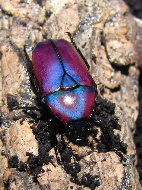 Purple jewel beetle (Smagdethnes africana oertzeni) | Flickr