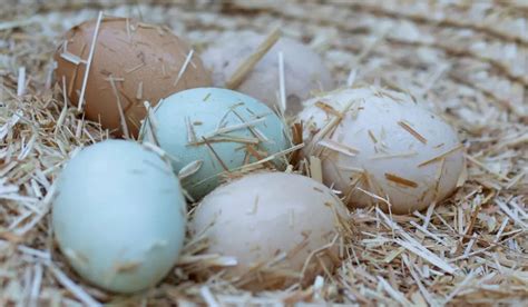 Araucana Chicken Breed Profile: The Quirky Blue Egg Layers - Farmhouse Guide