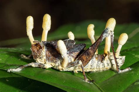 The ascomicote mushroom of the genus Cordyceps turns carpenter ants into zombies. As it turned ...