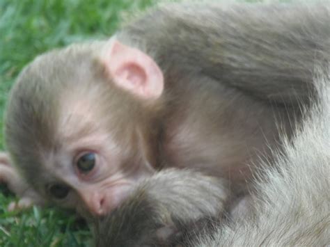 baby Japanese Macaque 25/08/13 - ZooChat