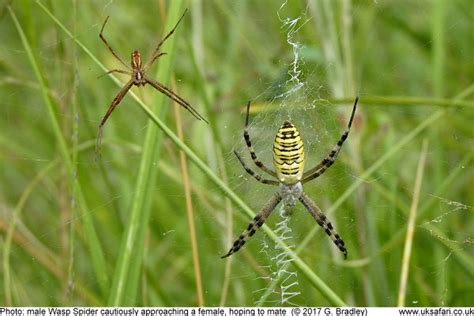 Wasp Spiders - Argiope bruennichi - UK Safari