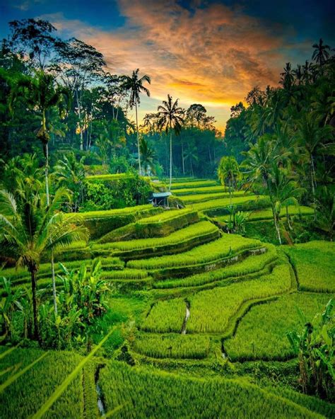 5 Wisata Sawah Terasering di Bali, Cocok Jadi Tempat Healing